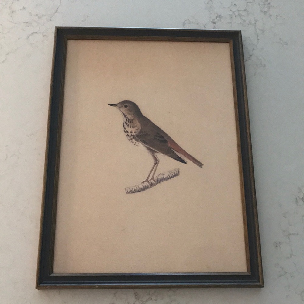 Petal Lane Framed Vintage Bird Print in Brown Frame 15x11